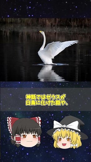 【ゆっくり解説ショート】はくちょう座とは？白鳥の秘密と夏の大三角【夜空の星座】 #ゆっくり解説 #はくちょう座