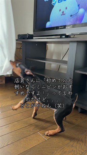 店員さんに「初めての犬飼いならミニピンがおすすめですよ！」って言われたけど、、、 どこがやねん（笑） #犬のいる暮らし #旅する暮らし