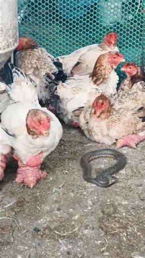 The truth about the relationships between different chicken breeds being crossbred to develop new...