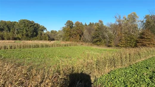 You may or may not have seen this tactic explained before; but here’s something different. The idea is that when you divide and segment these plots with a visual barrier, bucks can’t scan the entire patch from a single vantage point. Proponents of this theory say it entices bucks to navigate through the plots and check each for does, scrapes, and sign. It makes sense in theory, but we’ve put it to the test. We’ll report how it turns out . - Jeff This is just another example of a way to tailor yo