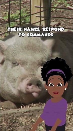 Pigs Are Super Smart | Fun Fact Friday for Kids