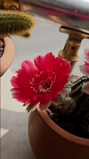 A floração do cacto é um dos momentos mais incríveis da natureza 🌵🌸