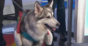 'Selene,' 3-legged dog up for adoption during 'Howl-oween' event