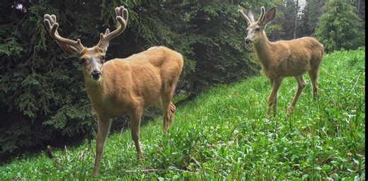The COVID-19 pandemic changed our patterns and behaviours, which in turn affected wildlife
