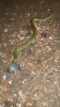 A snake swallows a frog...