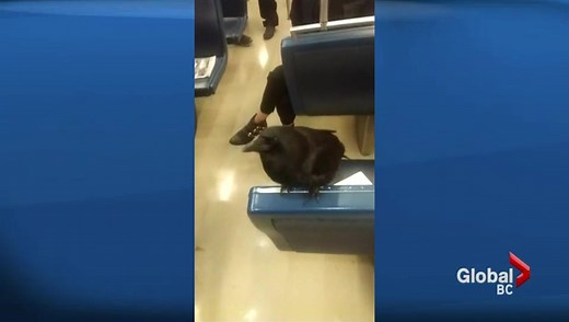 ‘Canuck’ the crow spotted on SkyTrain
