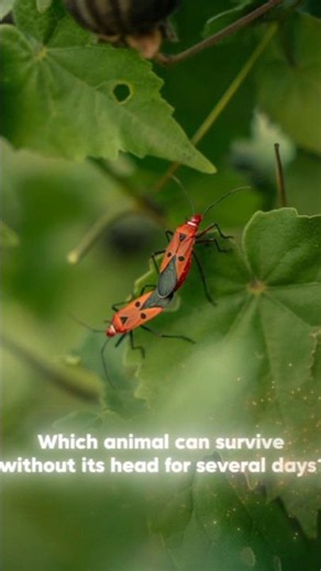 🧠 Weird & Amazing Facts Quiz! 🤯#Quiz #AmazingFacts #WeirdFacts #GKQuiz #Trivia #FunFacts