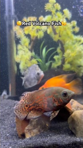 ❤️ #arowana #aquarium #fishkeeping #aquascape #viral #fishshorts #trending #guppyfish #breeding #og