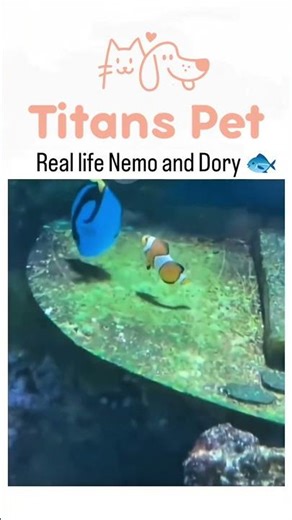 Nemo & Dory in Real Life! Clownfish and Blue Tang Facts