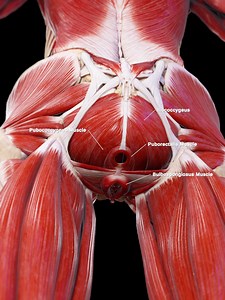 Female Pelvic Floor Muscles Explained