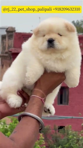 *🎀Chow chow female available🎀*#dog #doglover #pets #puppy #dogowne #doggielife #doglove #petshub