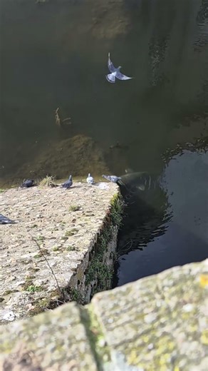 🚨😳🫣🚨Wels vs Taube❗️😬 #Jahrtausendbrücke #heimat #Deutschland #BrandenburganderHavel #germany #Havel