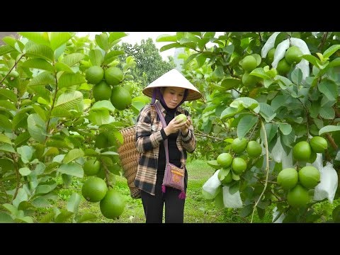 Harvesting guavas, my husband built a cage for pigeons - Mom returned with delicious meals