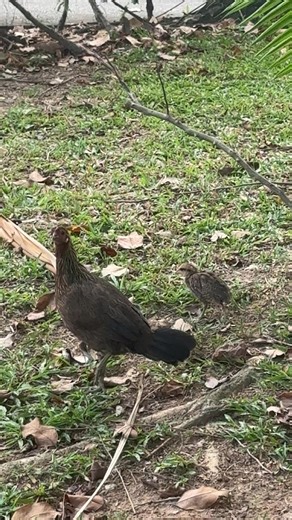 Best Places for Chicken Lunch in Singapore