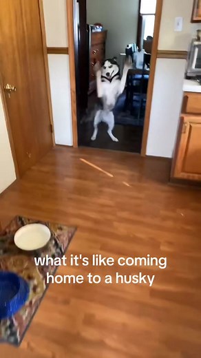 best part of my day #huskytok #dog #dogsoftiktok #fyp | husky