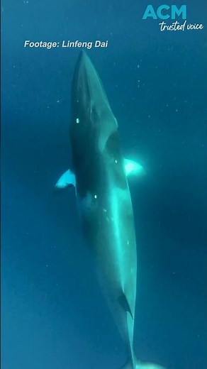 Minke whales recorded making ‘lightsabre sounds’