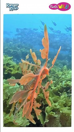 How big is a sea dragon | That's Wild #kidslearning #animalfacts #naturevideo #animalsforkids