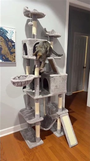 My cats practically live in their cat tree #cattree #catsplaying #catmom #cattower