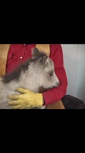 Train your young horse right... #foaltraining #horsetrainer #EquineTraining #younghorsetraining #foaldevelopment #naturalhorsemanship #horsetrainingtips #imagineahorse | Imagine A Horse