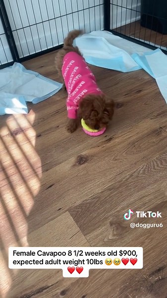 Beautiful cavapoo female 8 weeks old, full of personality. Honestly she might have the most personality out of any pup i’ve ever had. Shes so sweat and loves any chew toy. She loves to climb on top of your shoulder and just chill there. She’ll fall asleep any where and I mean anywhere, especially on your shoulder 🥹🥹🥹❤️❤️❤️❤️❤️ #fyp #fypシ #foryoupage #phillytiktok #philadelphia #pennsylvania #pa #delaware #de #nj #newjersey #jersey #nyc #newyork #ny #washington #virginia #baltimore #dmv #viral