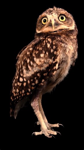 Living in open grasslands and roosting in abandoned underground burrows, burrowing owls are built differently than your average owl. Longer legs allow this bird to sprint after prey while hunting and they’ve become masters of acoustic mimicry. When threatened by a predator, this owl will retreat into its burrow and make rattling and hissing noises mimicking the warnings produced by a rattlesnake, warding off anyone that might cause harm. Video taken at La Unidad de Rehabilitacion de Fauna Silves