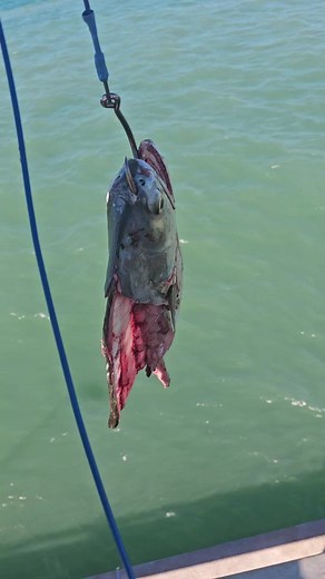 Catch and Release: 10 Foot Tiger Shark Adventure