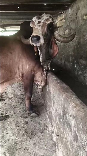 super gir bull