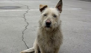 Scared Homeless Dog Gets the Rescue of a Lifetime. Her Transformation Will Melt Your Heart! (VIDEO)
