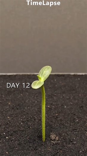paddy and watermelon seed growing #shorts #youtubeshorts #shortsfeed