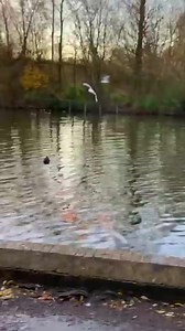 5 Steps Forward Challenge!! 🤣 #reels | La dolce vita caronno pertusella