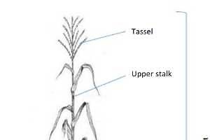 Beef cattle feed nutrient composition differences between various corn harvesting methods
