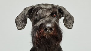 Standard Schnauzer Dog Breed: Pros & Cons