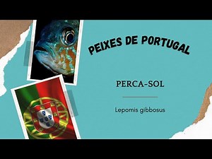 Peixes de Portugal - Perca-sol - Lepomis gibbosus (EP 8)