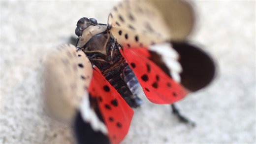 You may not see spotted lanternflies yet in NJ, but that doesn't mean you won't soon