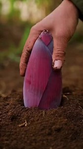 Grow banana tree from banana 🍌🍌🍌 | Nature's Tricks & Tips