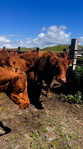 4.2K views · 163 reactions | Low tide today exposing the causeway so Cull cows, smaller heifers and beef box steers headed away to Torsa island for their summer holiday ☀️ | Cadzow Bros Luing | Facebook