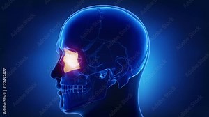 Blue x-ray skull animation - Ethmoid bone - os ethmoidale