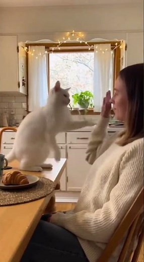 “Cat Slap Battle” #realcatmoments