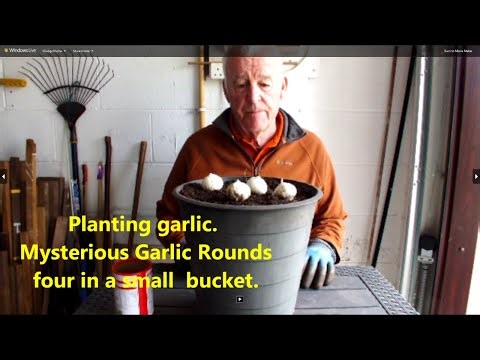 Planting garlic Mysterious Garlic Rounds 4 in a small bucket. Let's plant them and see what happens.