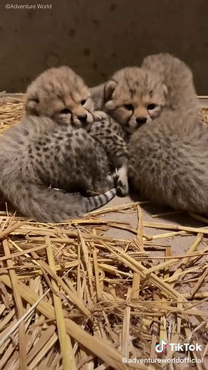 なかよし♡チーターの赤ちゃん♡