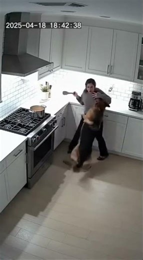 German Shepherd Saves His Owner Seconds Before a Kitchen Stove Explosion