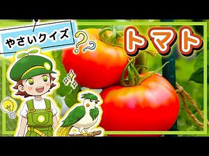【クイズ】トマトについて全４問！野菜のことを楽しく学ぼう☆全問正解できるかな？