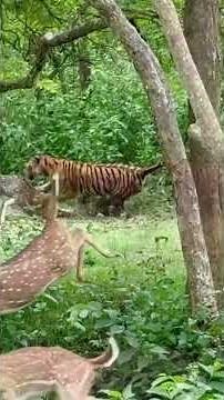Wild Instinct: Tiger Hunting Prey