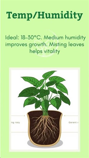 Pothos Care 🌱 | Watering & Light Tips #shorts
