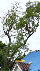 Lifting a man up into a diseased tree to cut it down. The sawman was in a tested harness used for this work and was double clipped to ensure his safety. This method was used as access for a cherry picker wasn't suitable and simply dropping the tree wasn't an option due to limitations around the tree. | RPA Media