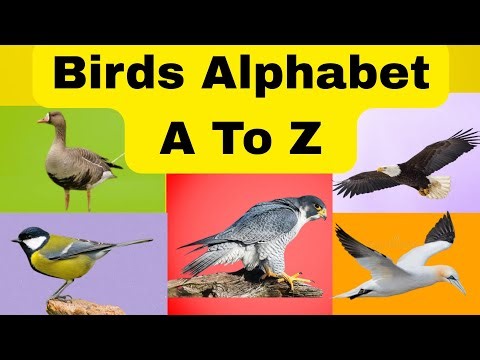 Birds Alphabet A To Z l for Children l Learn ABC with Birds for kids, Preschoolers and Toddlers