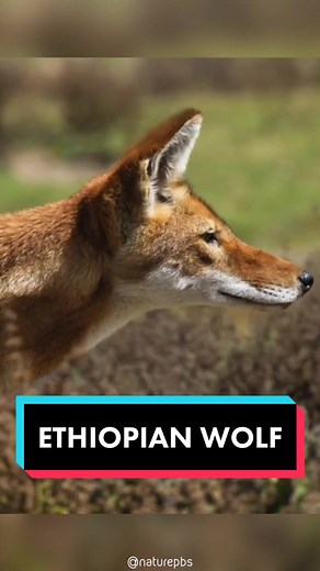 Ethiopian Wolf: A Rare and Fascinating Wild Dog