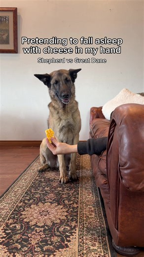 Have You Paid Your Cheese Tax?