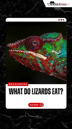 WHAT DO LIZARDS EAT?