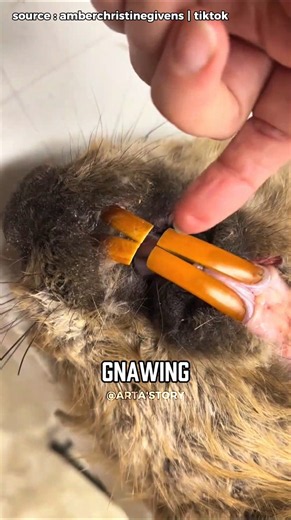 Why Beavers Can't Stop Chewing Wood! 🦫
